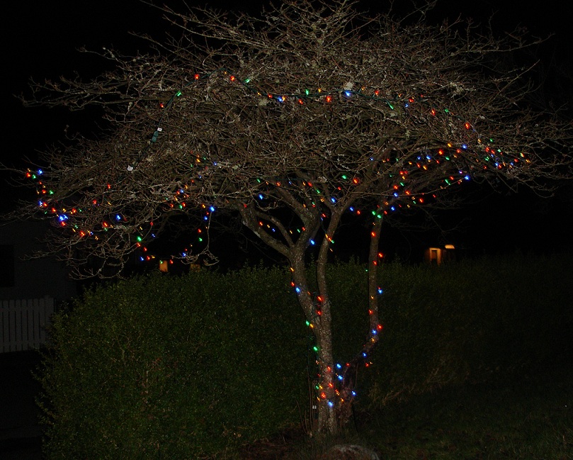 Tree with lights