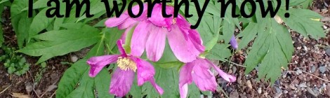 Daily Bliss #20130816