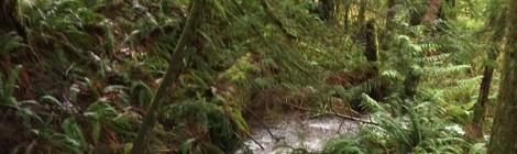 Daily Bliss #20140520