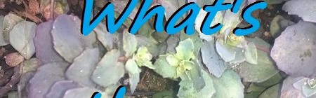 Daily Bliss #20140608