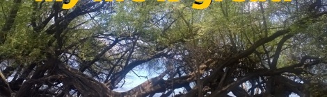 Daily Bliss #20141031