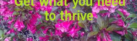 Get what you need to thrive