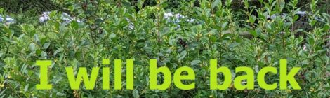 I will be back tomorrow